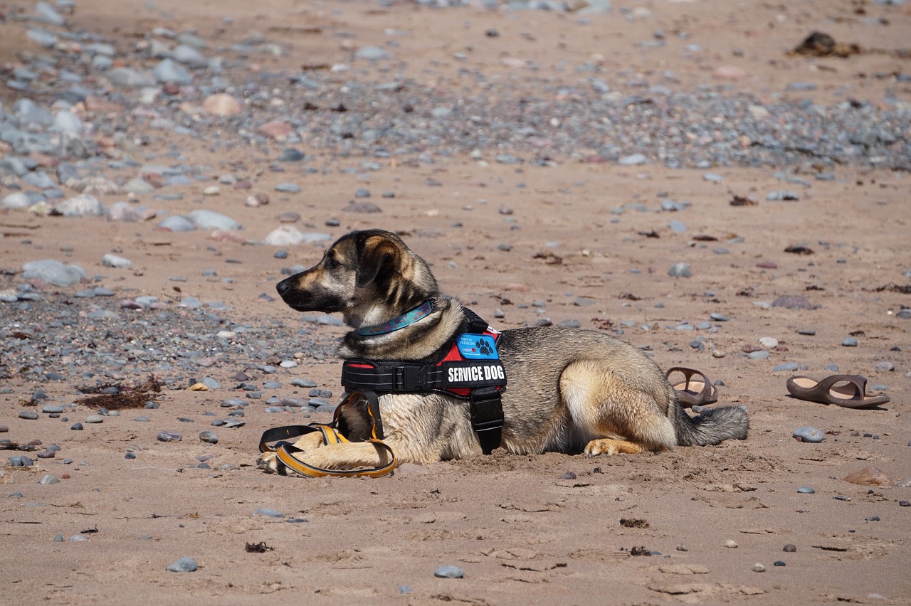 How to Qualify Your Dog to Become a Service Dog