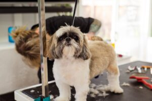 Best Spots for Dog Grooming: Splash and Dash